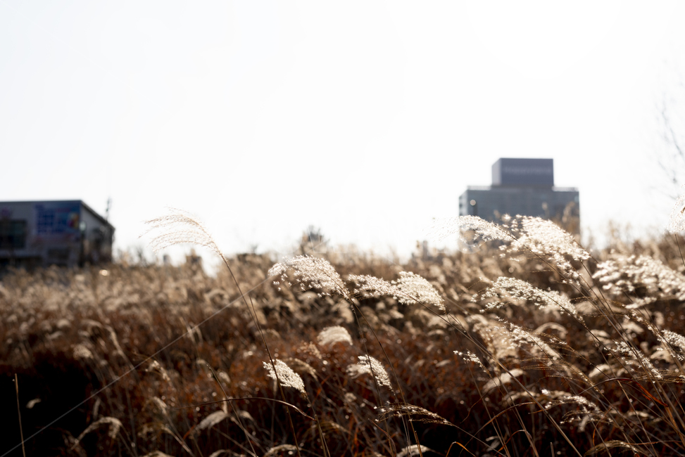 한강공원,공원,갈대,억새,빌딩,아름답다,겨울풍경,식물,plant,grass,잔디,lawn,도시풍경,가을풍경,풍경,가을,겨울,서울