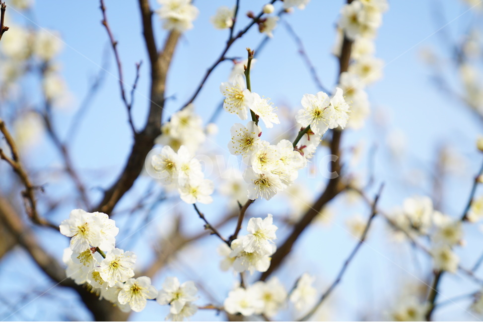 봄,벚꽃,꽃,꽃사진,클로즈업,봄,계절,spring,season,식물,자연,plants,nature,꽃,flower,plant