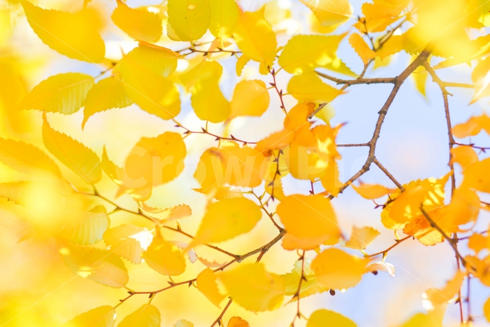 단풍,가을,노랑색,나무,자연,가을,계절,fall,autumn,season,식물,자연,plants,nature,감성,sensible,feeling,휴식,힐링,rest,relaxation,healing,plant,leaf,잎,tree