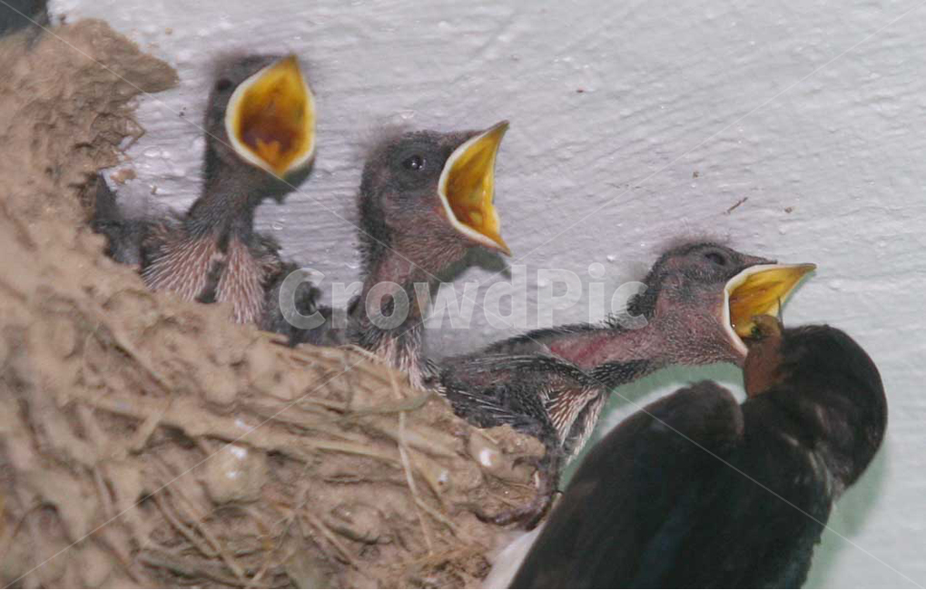 제비,새,봄,철새,swallow,봄,계절,spring,season,동물,animal,조류,새,birds