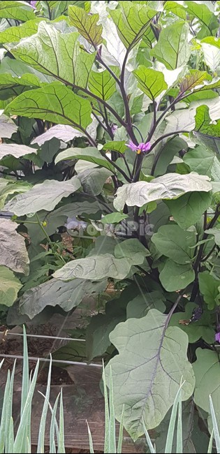 가지,가지밭,가지꽃,보라색,자연,식재료,가지나무,food