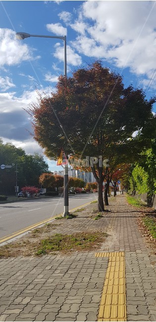 산책,나무,가을,길,인도,autumn,풀,tree,walk,street,way,구름,하늘,sky,cloud,자연,풍경,nature,landscape,road,도로
