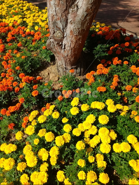 금잔화,금송화,金松花,옥동동화,성주화,당금잔,식물,꽃,plant,flower,potmarigold,관상용,한해살이풀,식물,자연,plants,nature,꽃,flower