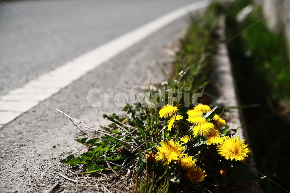 도로,꽃,민들레,road,flower,dandelion