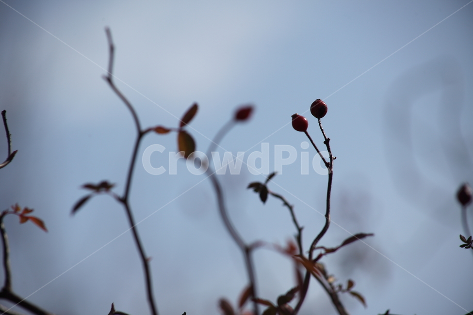 찔레,열매,식물,종자,multiflorarose,가을,계절,fall,autumn,season,식물,자연,plants,nature,실루엣,그림자,silhouette,shadow