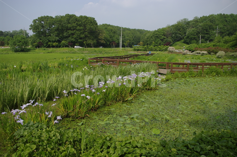 초록,신록,나무,식물,plant,풍경,꽃,flower,color,자연,풍경,nature,landscape,outdoors,옥외,land,땅,jar,항아리,potted plant,화분,pottery,도기류
