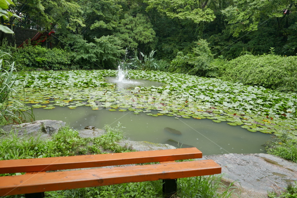 연잎,비,연못,식물,자연,비오는날,rain,rainy,plants,nature