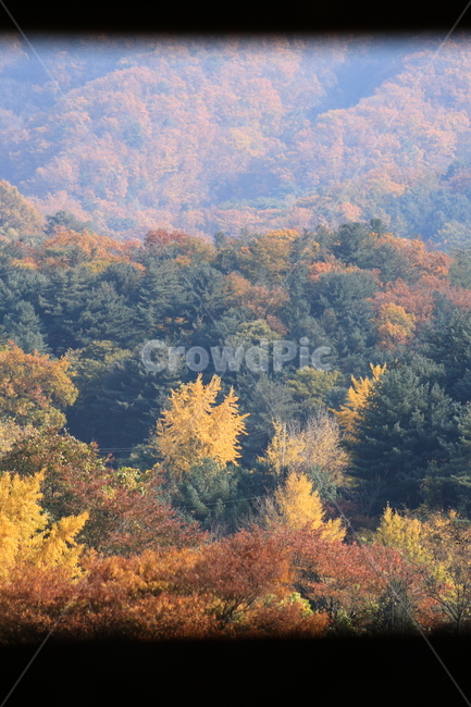 자연풍경,tree,나무,plant,식물,larch,낙엽송,창문,가을,계절,fall,autumn,season