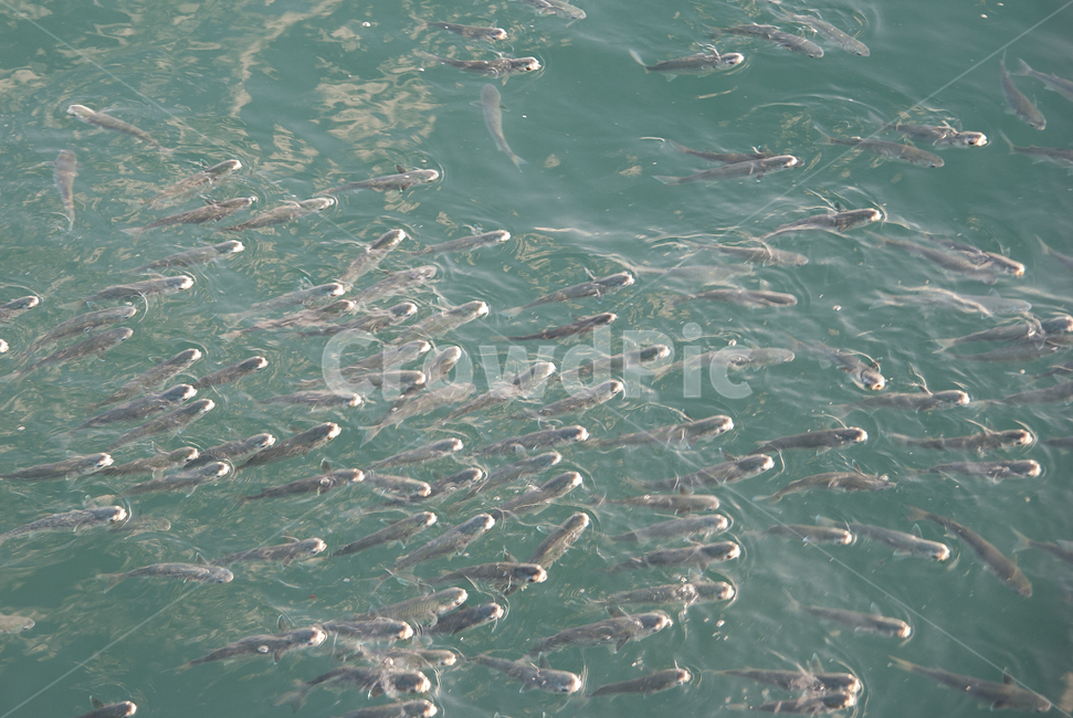 숭어떼,숭어,부산앞바다,물고기떼,부산,떼,어류,물고기,fish