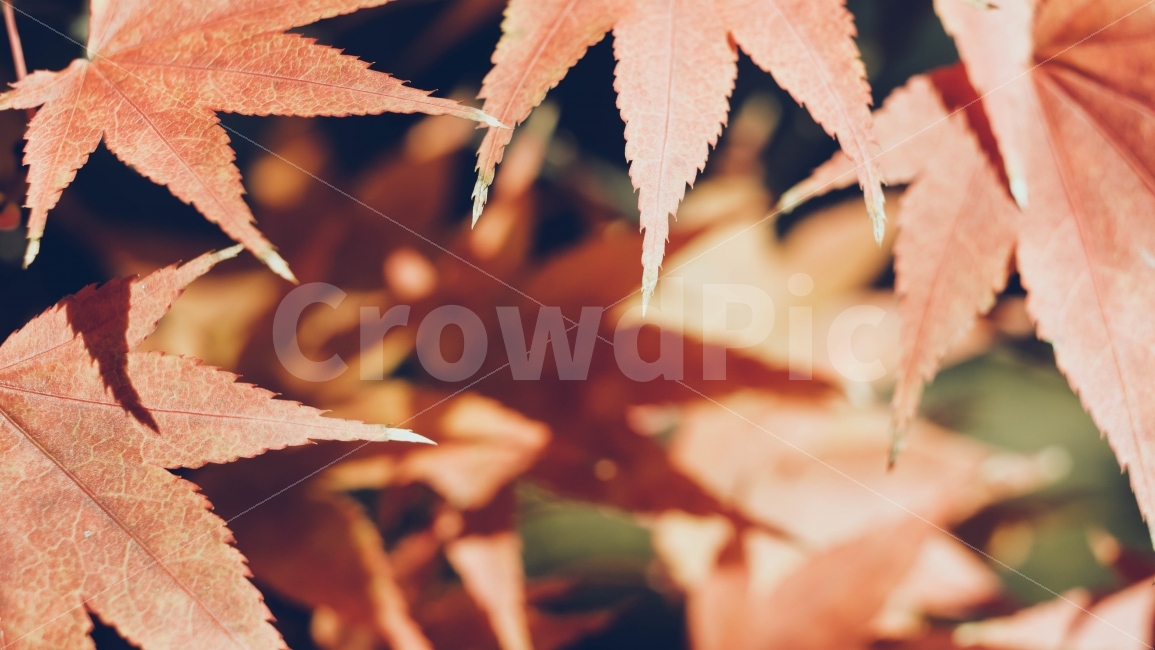 단풍잎,단풍,단풍나무,가을,자연,나뭇잎,낙엽,가을,계절,fall,autumn,season,식물,자연,plants,nature,감성,sensible,feeling,leaf,잎,plant,tree,나무