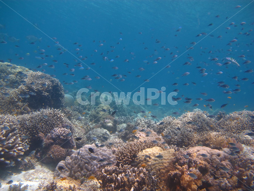 underwate,수중,underthesea,바닷속,nature,자연,sealife,해양생물,underwatercreature,수중생물,reef,암초,dive,scubadiving