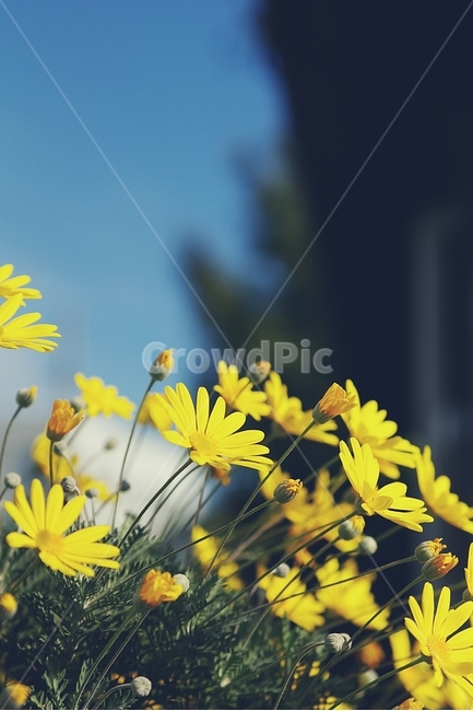 꽃,flower,노랑,yellow,길,골목,alley,봄,spring,식물,자연,plants,nature,꽃,flower,감성,sensible,feeling