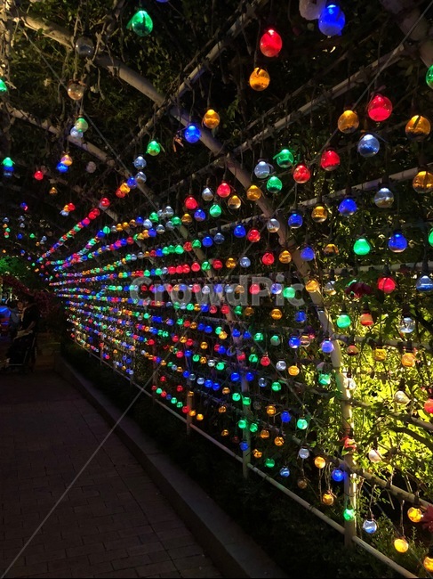 ornament,장식,tree,나무,plant,식물,christmastree,크리스마스트리,lighting,알록달록,전구,꼬마전구,조명,야경,밤,풍경,nightscape,night,landscape,christmas tree,크리스마스 트리