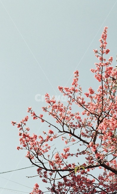 필름,필름사진,감성사진,봄,꽃,emotional,film,flower,landscape,spring,nature,colorful,봄,계절,spring,season,식물,자연,plants,nature,꽃,flower,plant,blossom