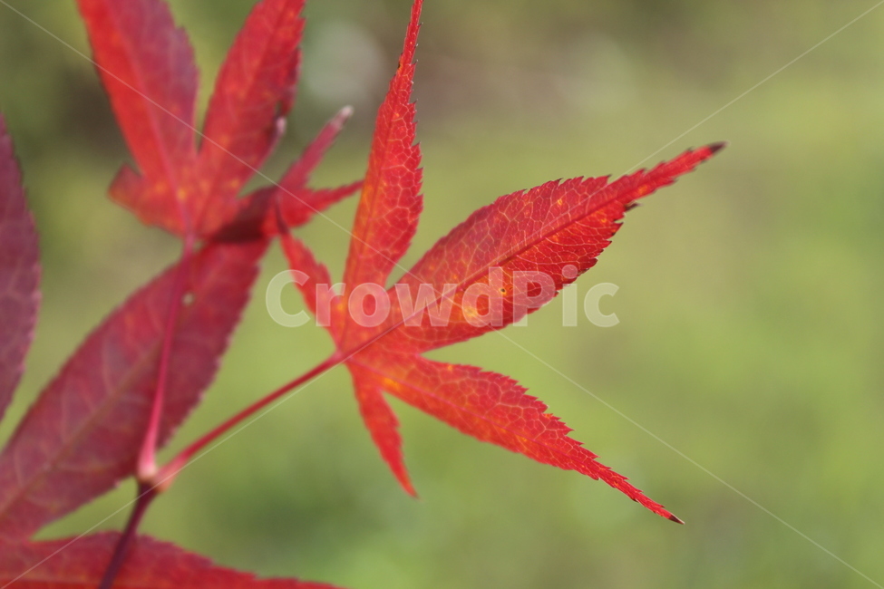 leaf,잎,plant,식물,tree,단풍,가을,계절,fall,autumn,season,나무