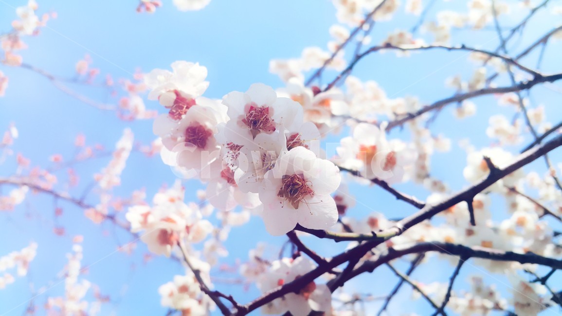 봄,spring,생명,하얀,달달한,봄,계절,spring,season,식물,자연,plants,nature,꽃,flower,plant,blossom