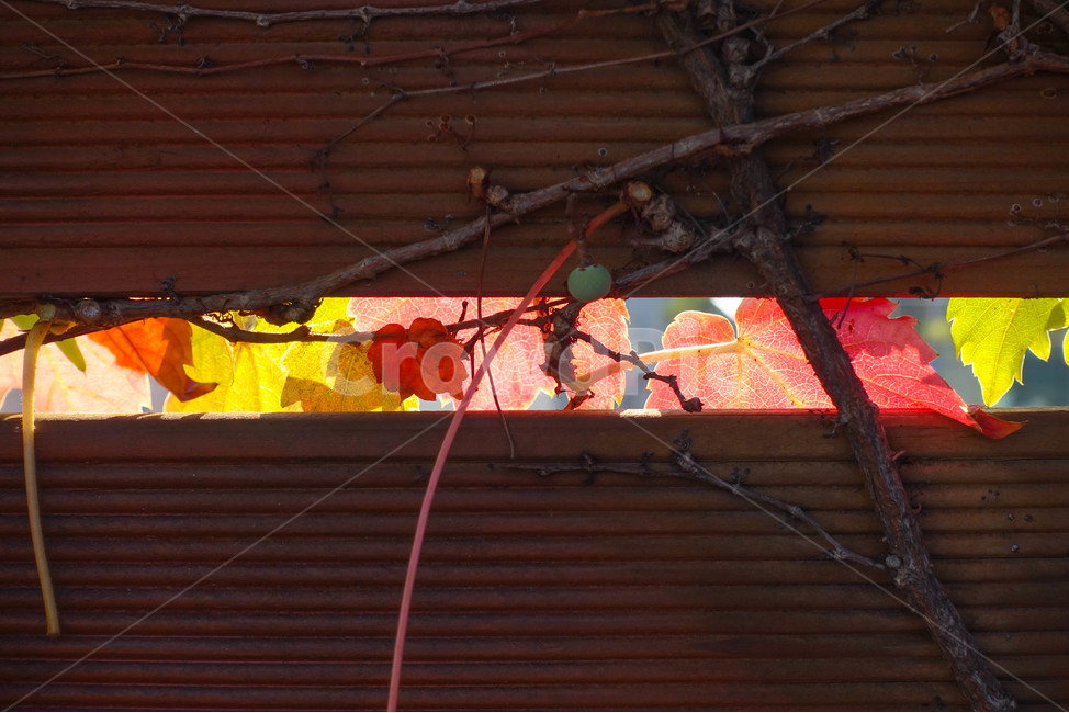 꽃,낙엽,가을,난간,plant,식물,가을,계절,fall,autumn,season,식물,자연,plants,nature
