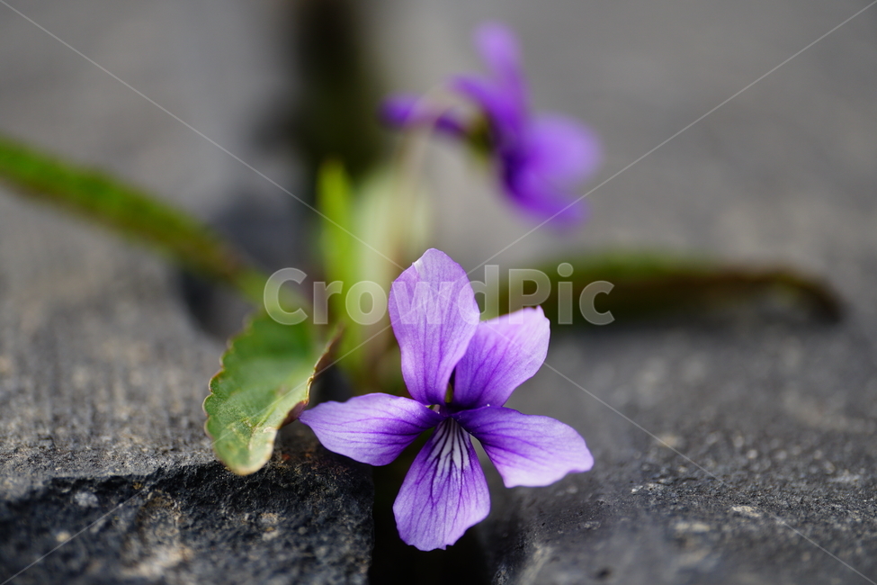 제비꽃,봄꽃,한국자연,꽃,꽃사진,플라워,flower,봄,spring,식물,plants,자연,nature,풍경,landscape,계절,season,snap,스냅,접사,macro,closeup,클로즈업,감성사진,감성,힐링,healing,느낌,feel,feeling,꽃밭,화단,나무,나뭇가지,tree,꽃봉오리,4월,April,강인항생명력,돌틈에서피는꽃,돌틈에서핀곷,봄,계절,spring,season,식물,자연,plants,nature,꽃,flower,geranium,제라늄,plant,blossom