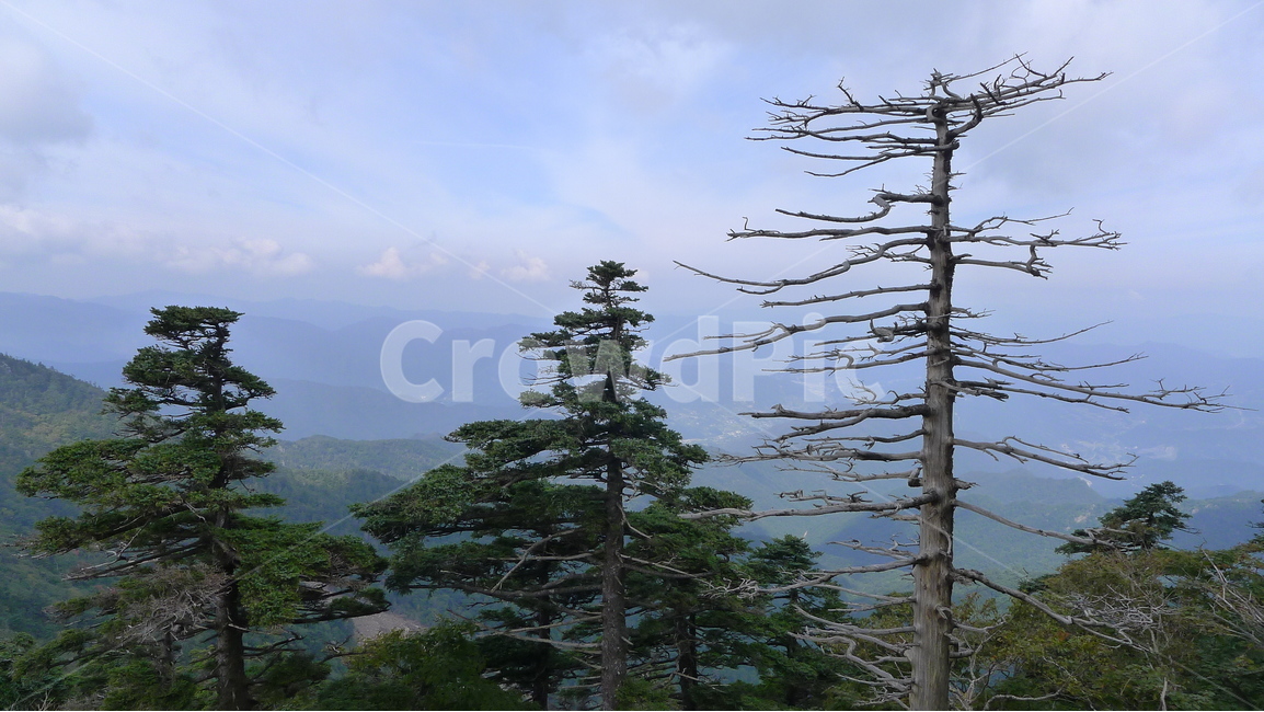 지리산,통천문,주목,고사목,운무,지리능선,자연,풍경,nature,landscape,한국자연풍경,한국자연경관,korea nature landscape,식물,plants,나무,trees,wood,tree,plant,fir,전나무,abies,아비