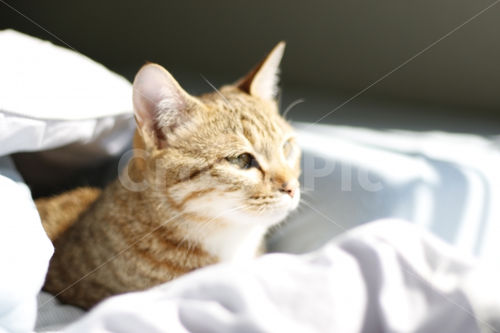 고양이,반려동물,유기묘,길냥이,애완동물,cat,pet,kitten,아기고양이,코숏,코리안숏헤어,캣대디,캣맘,햇살,아침,반려묘,morning,sunshine,동물,animal,고양이,cat,kitten,kitty,포유류,mammal