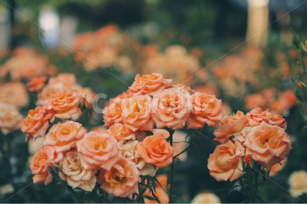 장미,꽃,장미꽃,식물,감성,주황,rose,flower,식물,자연,plants,nature,꽃,flower