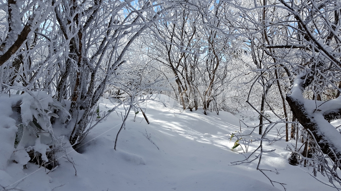 겨울,12월,덕유산,상고대,눈,나무,추위,감성,자연,풍경,겨울,계절,winter,season,자연,풍경,nature,landscape,storm,폭풍,blizzard,눈보라,outdoors,옥외,snow