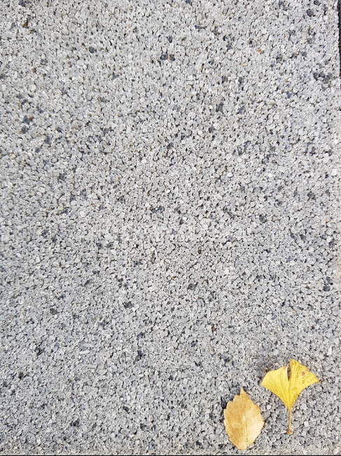 plant,식물,leaf,잎,낙엽,돌,바닥,둘,2,은행잎,가을,계절,fall,autumn,season
