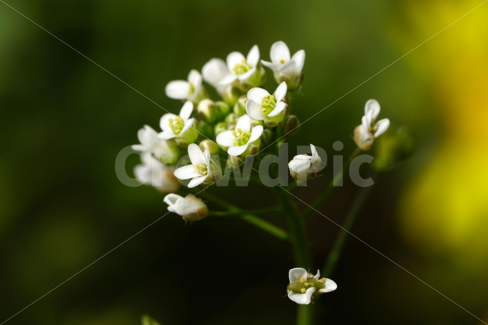 봄,꽃,말냉이,플라워,꽃봉오리,자연,flower,spring,bud,nature,접사,macro,클로즈업,closeup,tree,숲,숲속,산림,삼림,조경,식물,plants,봄꽃,감성,힐링,풍경,landscape,식물,자연,plants,nature,봄,계절,spring,season,꽃,flower,plant