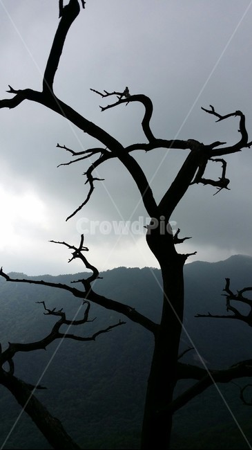 나무,실루엣,풍경,하늘,구름,산