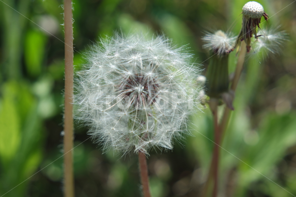 민들레,민들레홀시,dandelion,봄,솜털,투명,꽃,flower