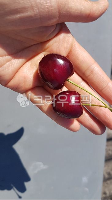 체리,손,그림자,plant,식물,person,사람,human,인간