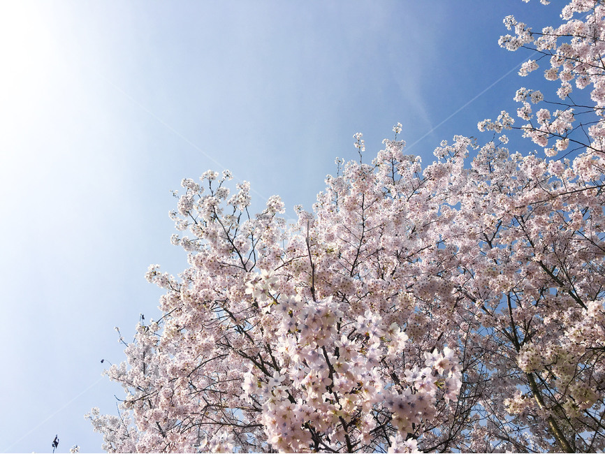 벚꽃,봄이미지,봄,봄꽃,벚꽃사진,봄사진,꽃나무,벚꽃나무,산책길,산책,꽃놀이,분홍색,분홍,맑은하늘,파란하늘,햇빛,봄,계절,spring,season,식물,자연,plants,nature,꽃,flower,plant,blossom