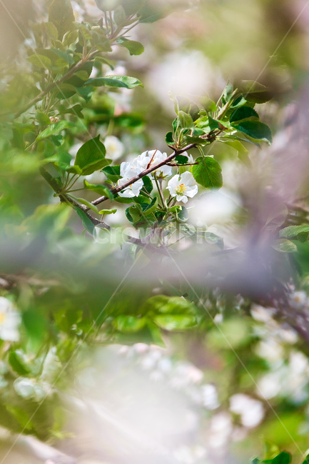 사과꽃,하늘,꽃,과일꽃,정원,식물,자연,plants,nature,꽃,flower