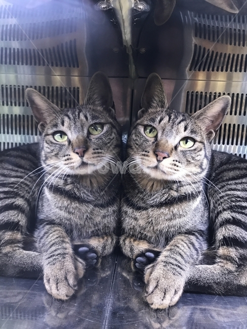 고양이,거울,반사,반영,데칼코마니,코숏,코리아숏헤어,동물,animal,포유류,mammal,고양이,cat,kitten,kitty