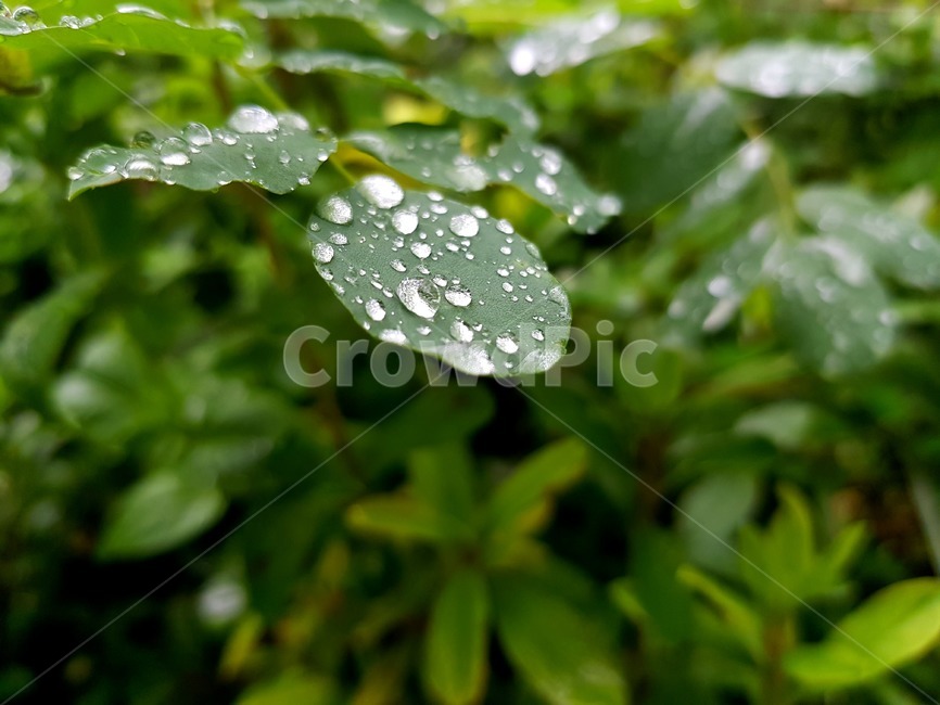 식물,작은물방울,leaf,잎,droplet,식물,자연,plants,nature