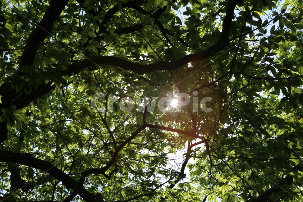 tree,나무,햇빛,빛,light,플레어,flare,sunshine