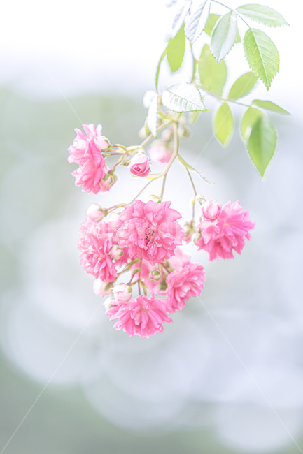 장미,축제,장미축제,plant,식물,flower,꽃,식물,자연,plants,nature,꽃,flower