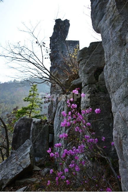 plant,식물,flower,blossom,꽃,강진,도암,석문공원,도암석문공원,진달래,바위,기암괴석,진달래꽃