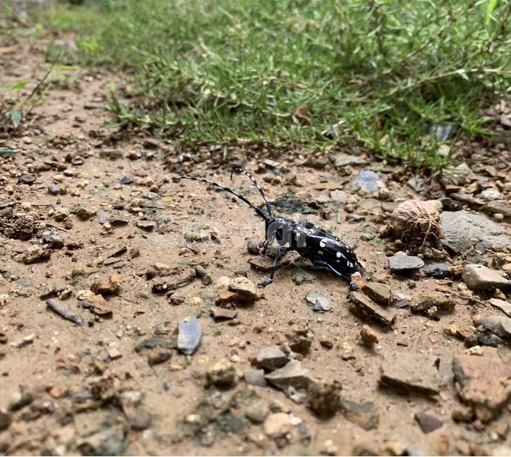 벌레,곤충,자연,insect,bug