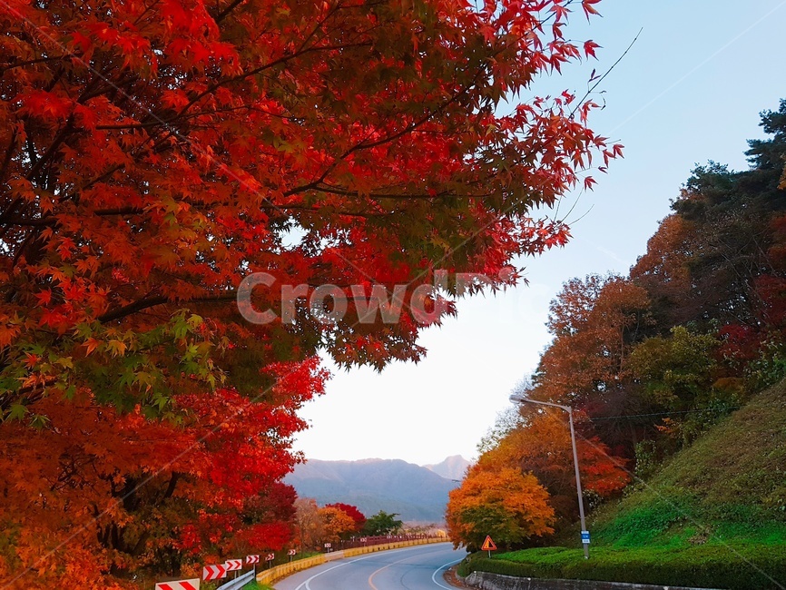 단풍,내장산,가을,하늘,풍경,국립공원,적막,새벽,한적함,나무,가을,계절,fall,autumn,season,leaf,잎,plant,식물,tree,maple