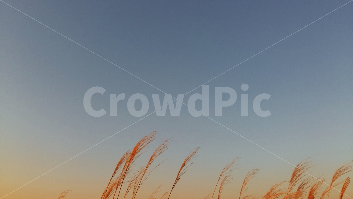 갈대,하늘,겨울,고독,가을,가을,계절,fall,autumn,season,식물,자연,plants,nature,감성,sensible,feeling,grass,잔디,plant,lawn,reed