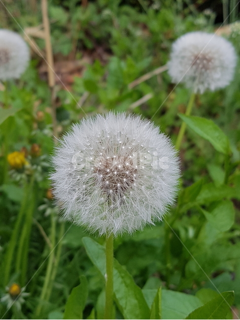 민들레,민들레홀씨,씨앗,자연,식물,배경,flower,nature,plants,abstract,background,봄,식물,자연,plants,nature