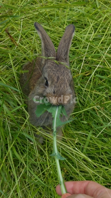 토끼,토끼먹이,먹는,동물,풀,들판,동물,animal,포유류,mammal