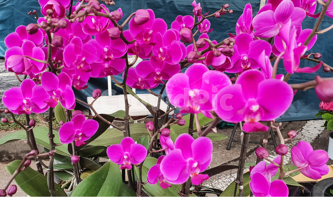 봄,꽃,호접란,핑크,퍼플,화분,식물,자연,plants,nature,꽃,flower