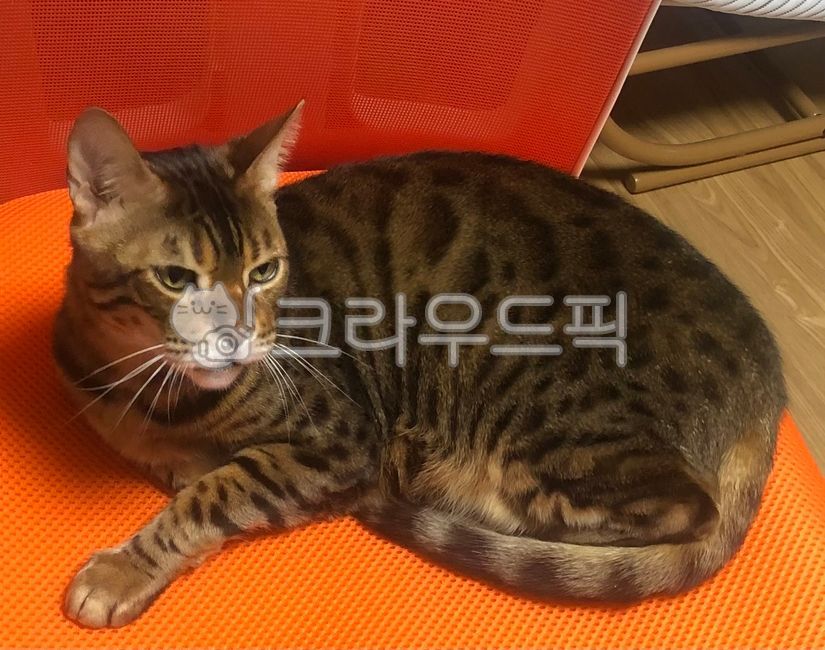 고양이,벵갈고양이,뱅갈고양이,bengalcat,cat,animal,pet,반려동물,애완동물,동물