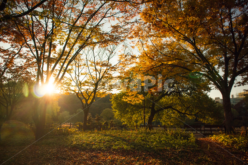 가을,단풍,은행,은행나무,가을공원,햇빛,햇살,sunlight,공원,공원풍경,자연,nature,풍경,도심풍경,autumn,fall,landscape,보라매공원,한국공원,한국공원풍경,korea,가로수,park,나무,tree,가을,계절,fall,autumn,season,자연,풍경,nature,landscape,light,빛,flare,플레어