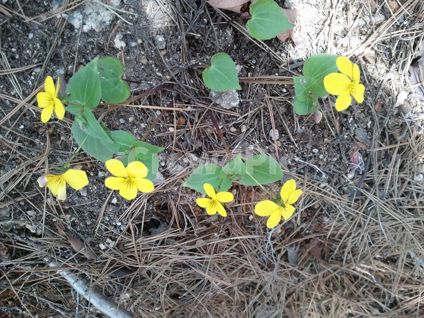꽃,식물,봄,새싹,blossom
