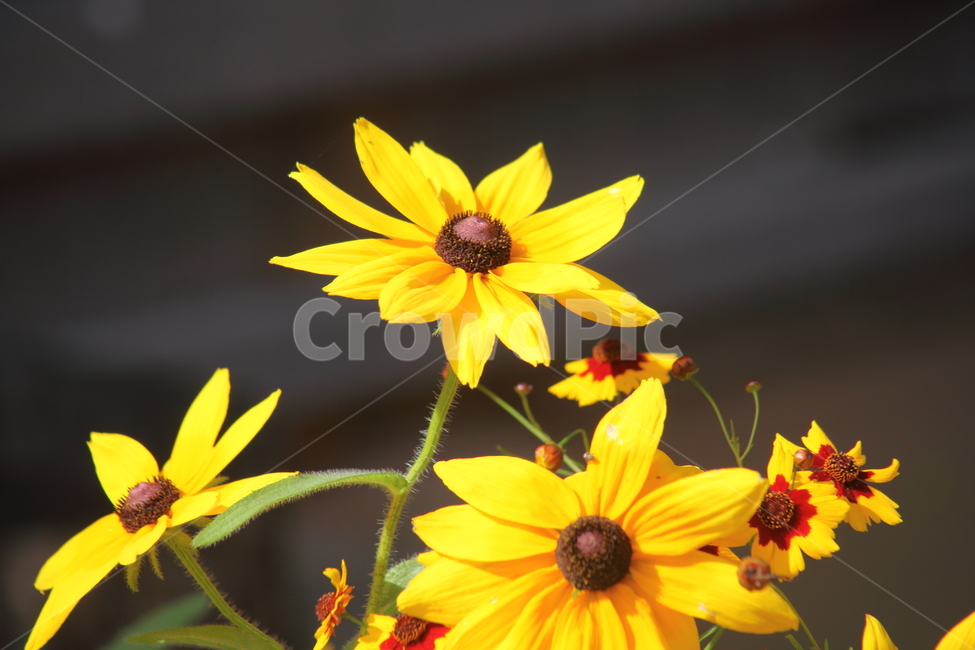 루드베키아,원천인국,여름,꽃,coneflower