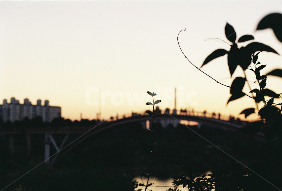 선유도,풀,하늘,선유교,석양,sunset,노을,도시,풍경,city,landscape,한국도시풍경,한국도시경관,korea cityscape,식물,자연,plants,nature,감성,sensible,feeling