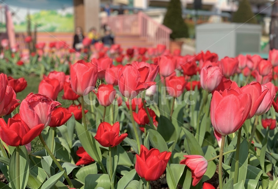 튤립,tulip,꽃,봄,나들이,꽃구경,소풍,spring,picnic,flower,blossom,plant,식물,잎,leaf,outdoors,옥외,가든,가드닝,garden,gardening,정원